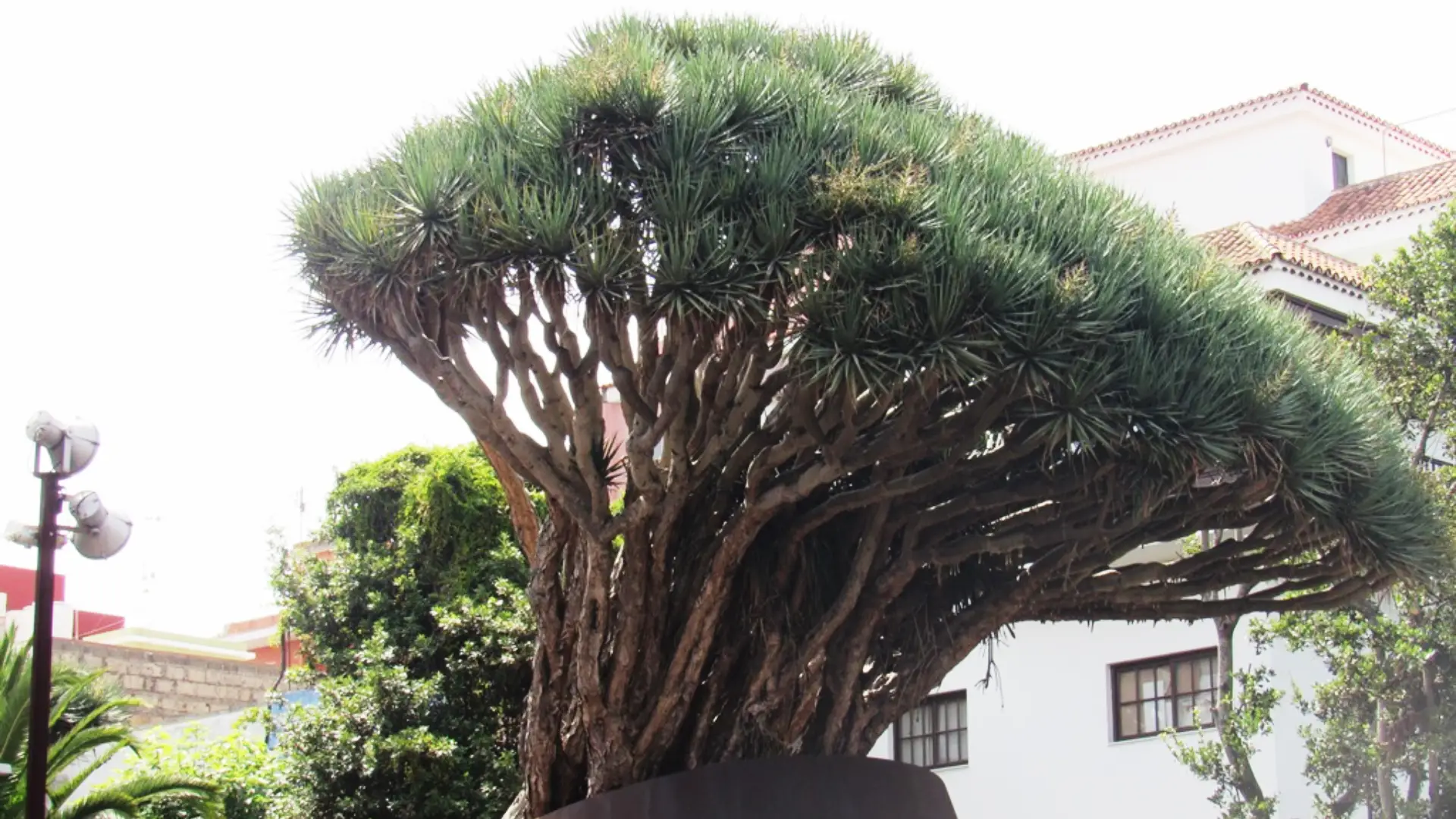 drago-del-cristo-tacoronte-tenerife-canarias