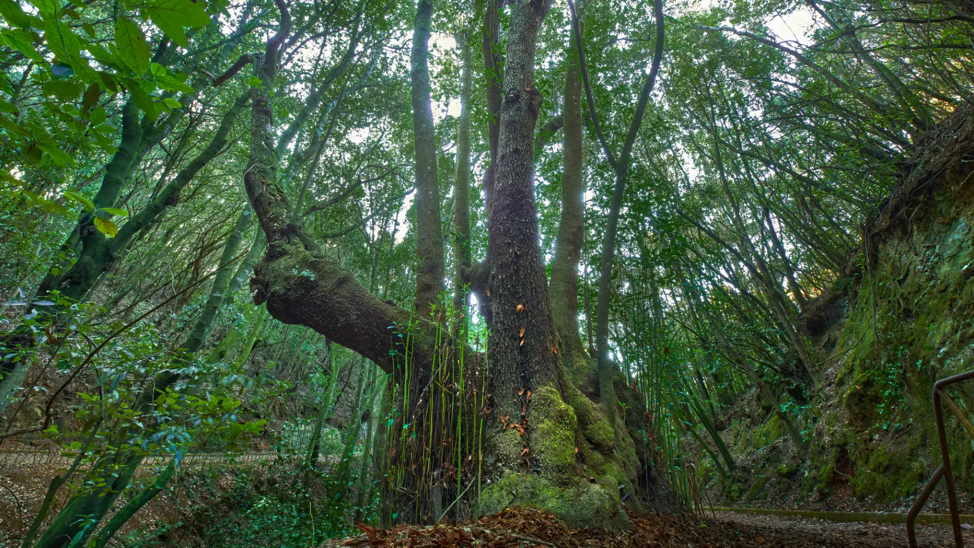 ruta-guardianes-centenario-viñatigo-tacoronte-canarias