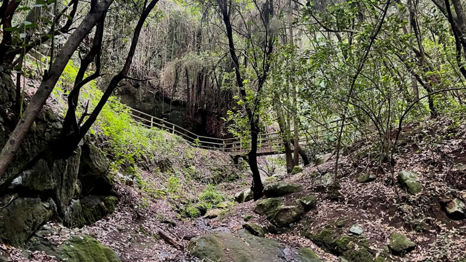 sendero-ruta-bosques-agua-garcia-tacoronte-tenerife-canarias